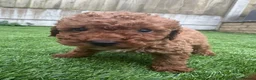 Toy Poodle dogs for sale: Red Genuine Toy Poodle puppies in Ferndown - Advert 5
