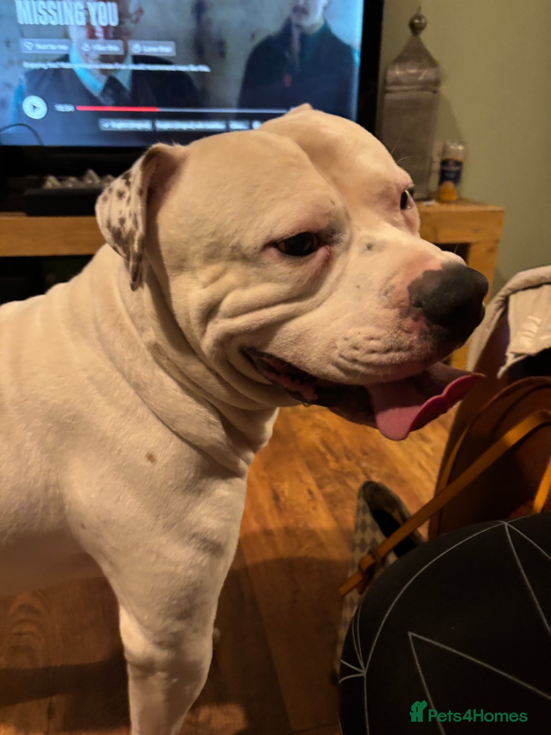 American Bulldog dogs for stud: Classic American bull 🇺🇸  - Image 27