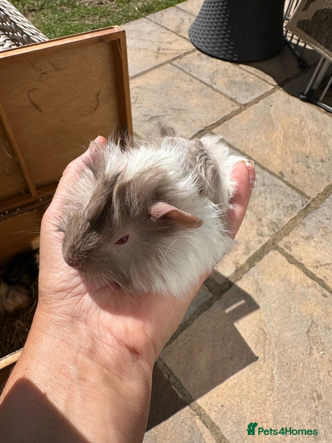 Guinea Pig rodents for sale: Funky haired male guinea pigs. - Image 9