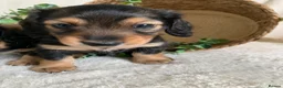 Miniature Dachshund dogs for sale: DNA TESTSED LONGHAIR MINI DACHSHUND  - Advert 8