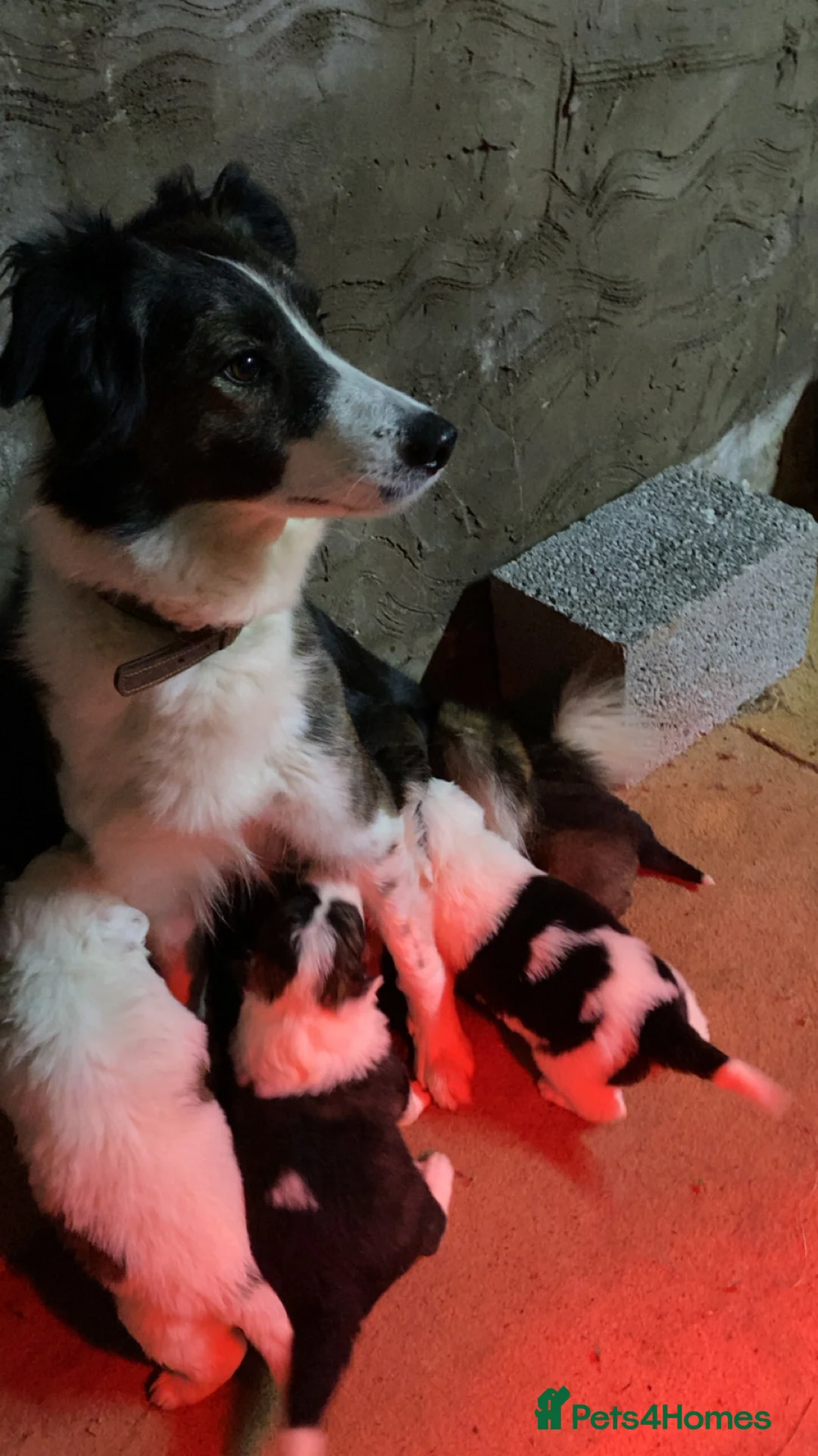 Mixed Breed dogs for sale: Australian Shepherd X Border Collie pups 🐶  - Advert 12