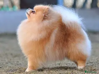 Pomeranian dogs 5 time Champion KC proven, 1,9kg 🏆 - Advert 20