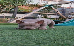 American Bully dogs for sale: American Bully female with extreme future  - Image 4