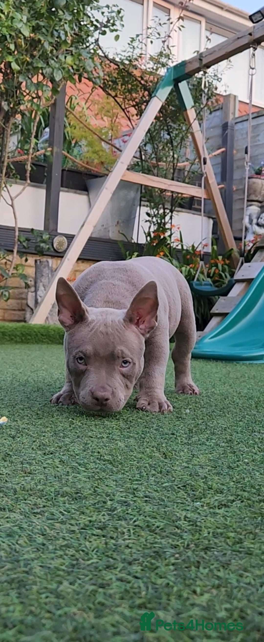 American Bully dogs for sale: American Bully female with extreme future  - Image 4