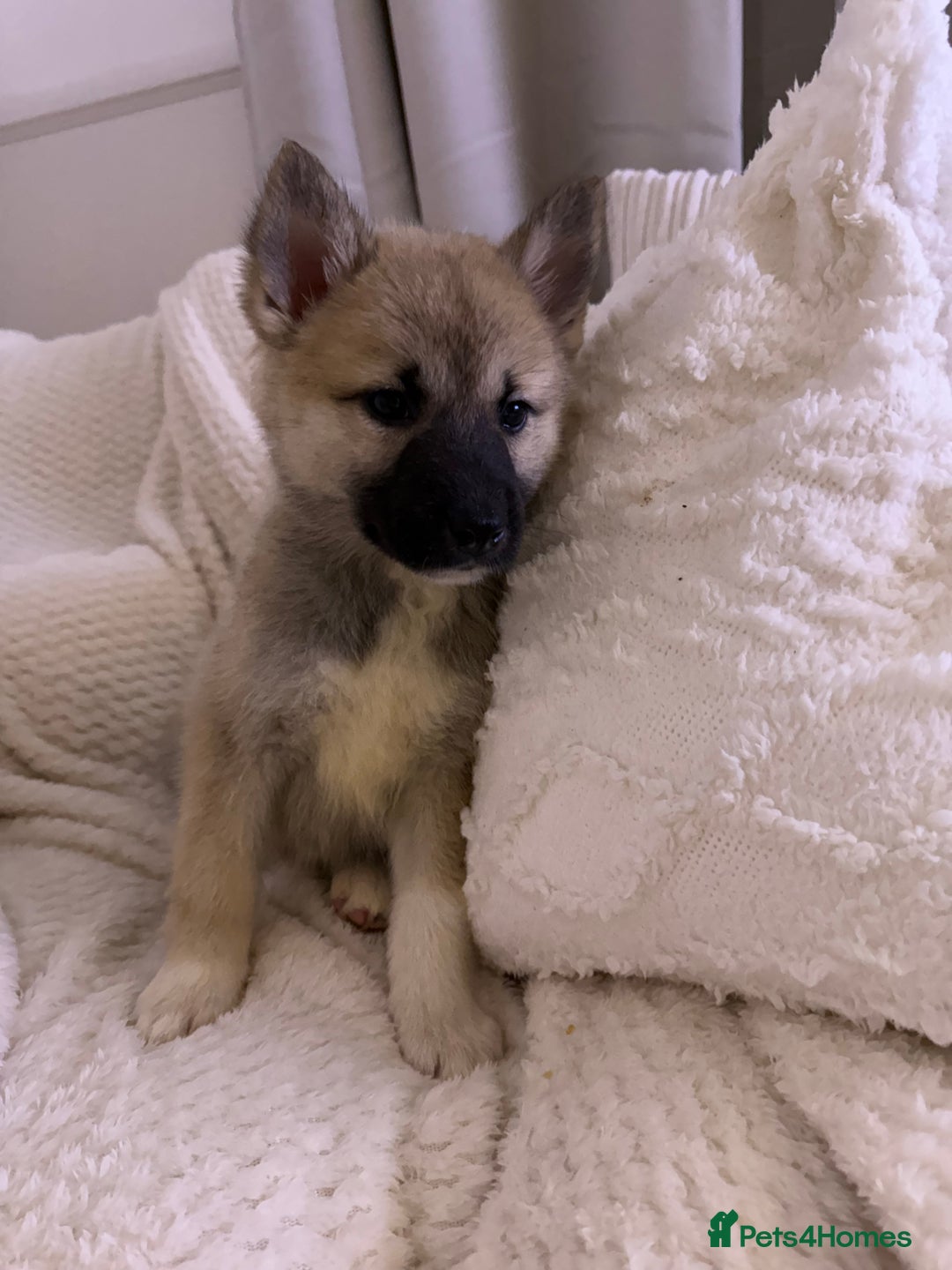 Huskita dogs for sale: READY NOW Huskita Puppies - Advert 9