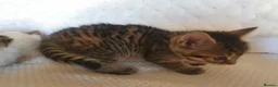 Mixed Breed cats for sale: 10 beautiful cuddly kittens - Advert 22