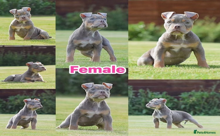 Olde English Bulldogge dogs - Advert 5