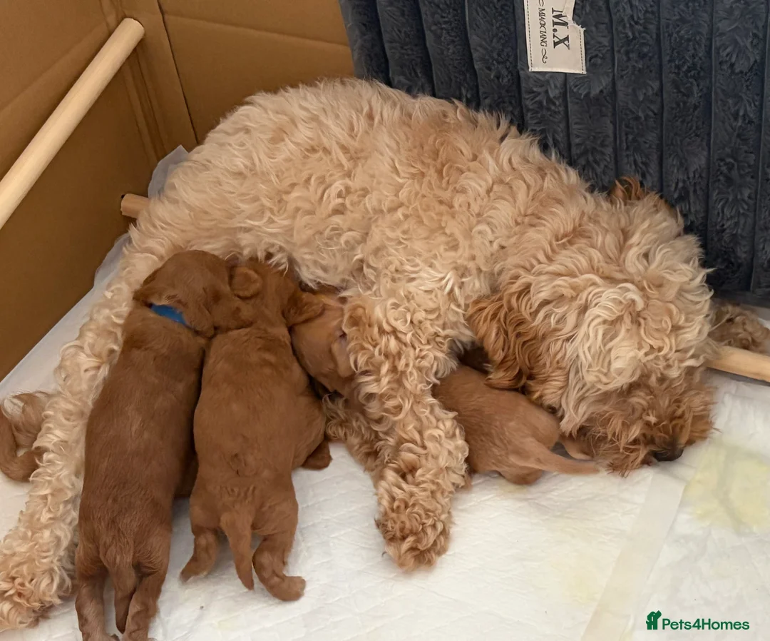 Cockapoo dogs for sale: F2B cockapoo Puppies in Fareham - Advert 11