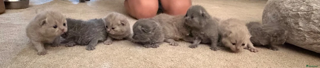 British Shorthair cats for sale: British short hair kittens, lilacs and blues in Dewsbury - Advert 2