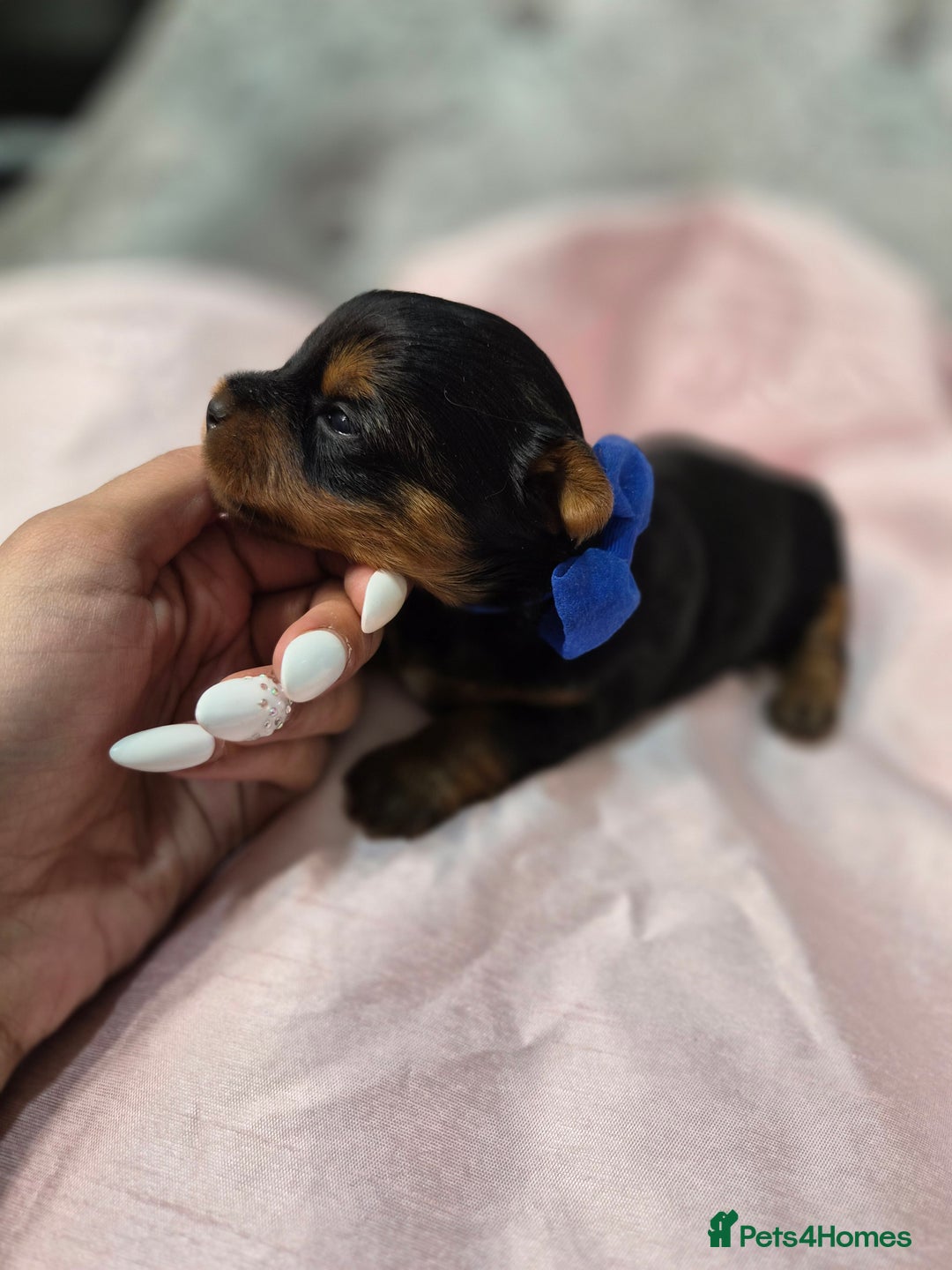 Yorkshire Terrier dogs for sale: Beautiful 7-puppies Yorkshire Terrier - Advert 10