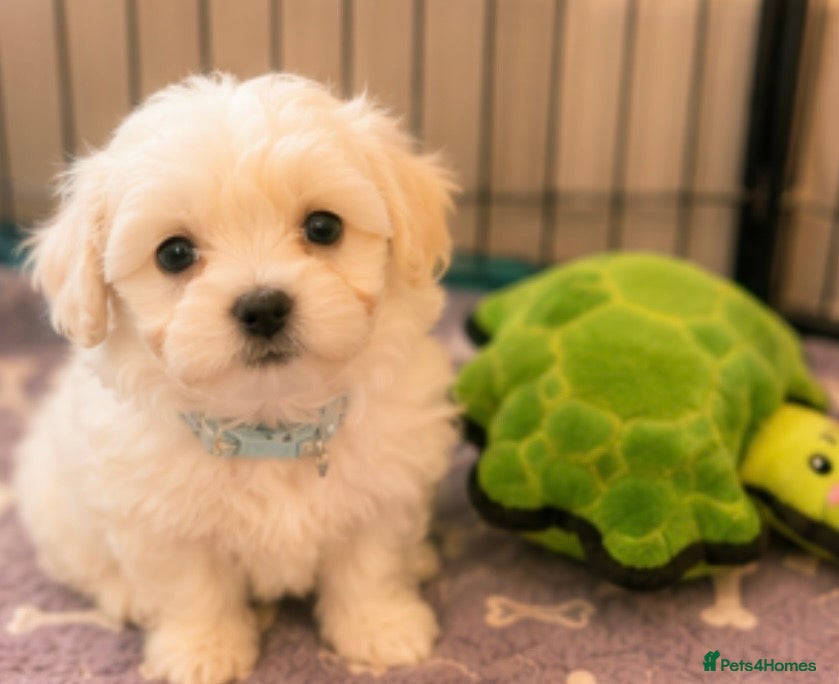Mixed Breed dogs Teddy bear 🧸 Maltese x coton de tular  pups  - Advert 4