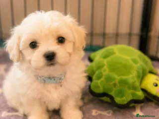 Mixed Breed dogs Teddy bear 🧸 Maltese x coton de tular pups - Advert 17