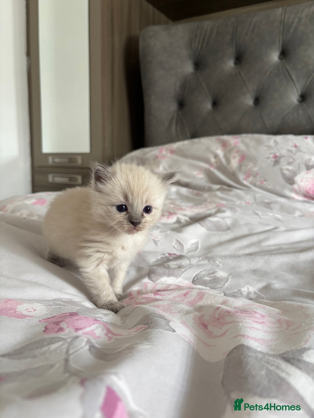 Ragdoll cats for sale: Purebred bluepoint ragdolls - Image 17
