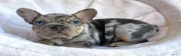 French Bulldog dogs for sale: TOP QUALITY FRENCH BULLDOG PUPPIES - Advert 16