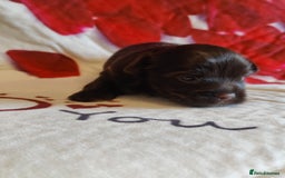 Yorkshire Terrier dogs for sale: Outstanding RARE Yorkshire terrier Chocolate - Image 13