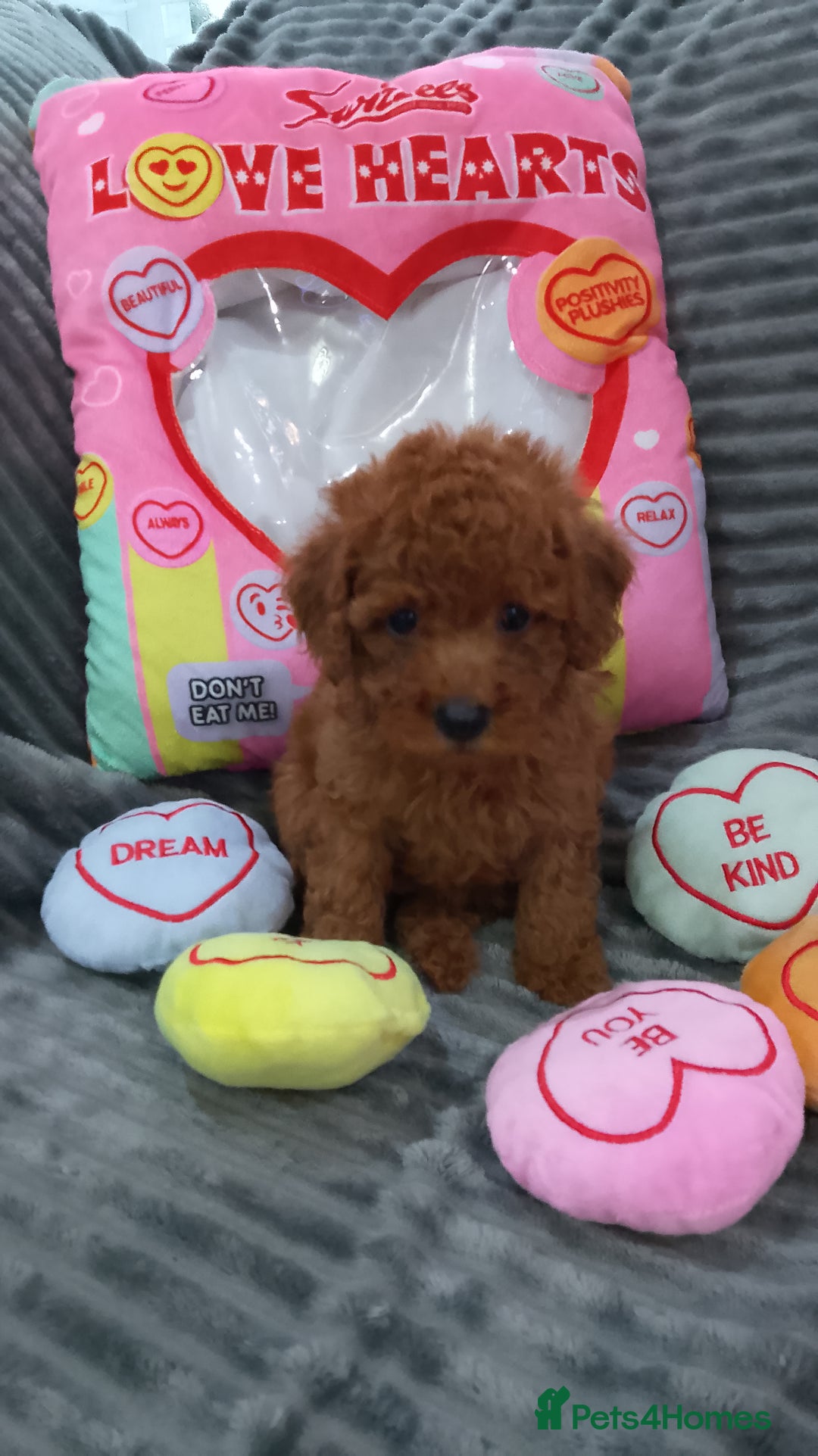 Miniature Poodle dogs for sale: Miniature red poodles 2💙2🩷 - Image 5