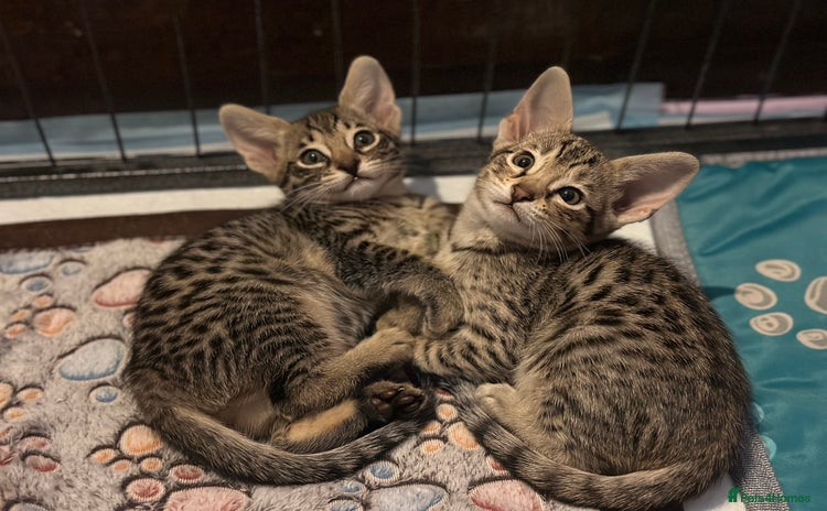 Savannah cats - Advert 1