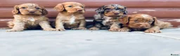 Cocker Spaniel dogs for sale: Stunning cocker spaniel puppies  - Advert 3