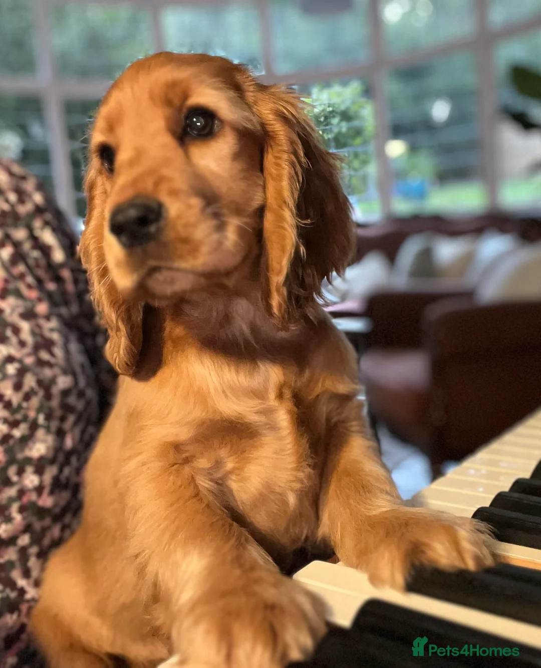 Cocker Spaniel dogs for stud: Gorgeous proven show cocker for stud - Advert 3