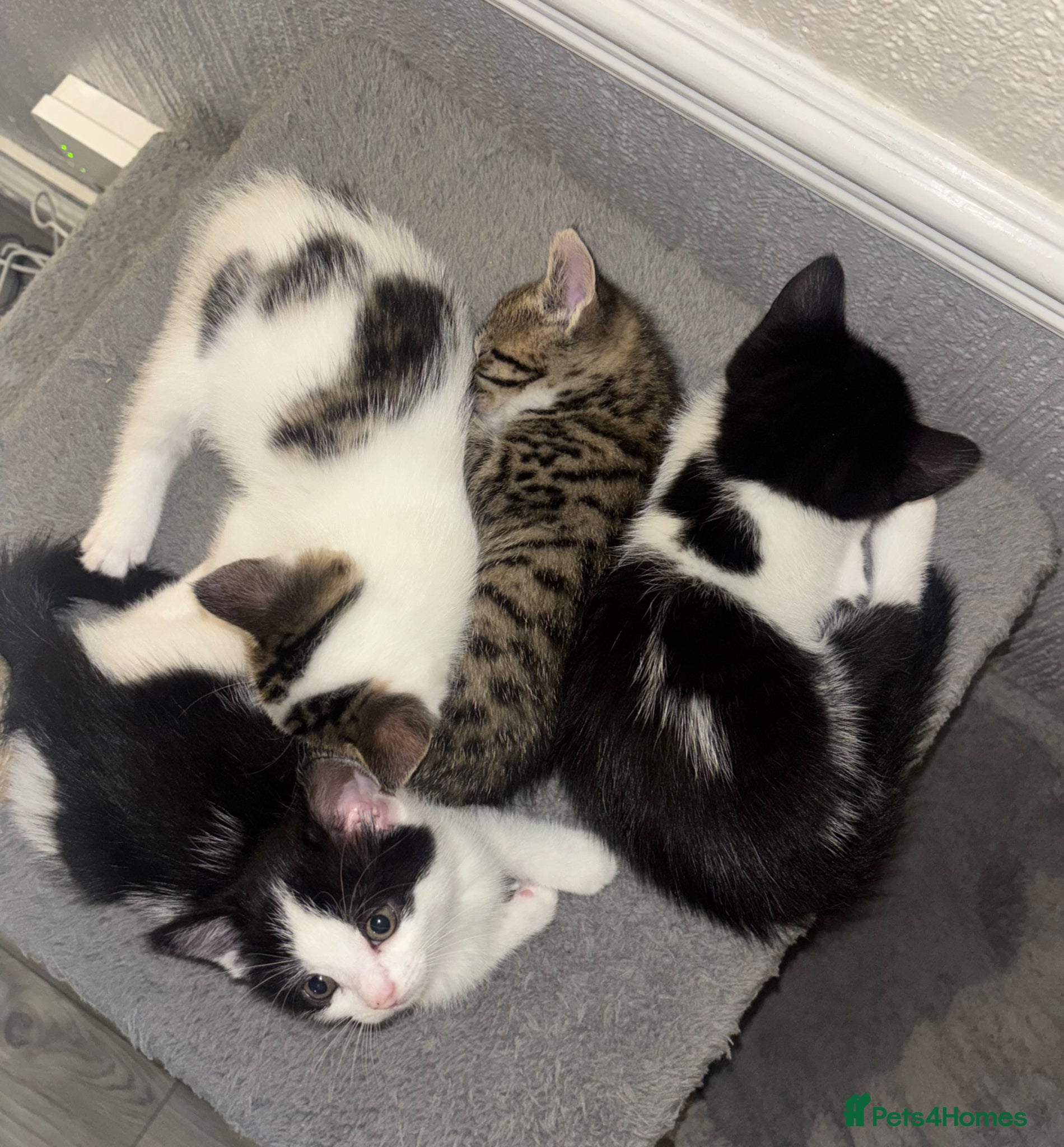 Mixed Breed cats for sale: Kittens Looking for Their Forever Homes 🐾 - Advert 1