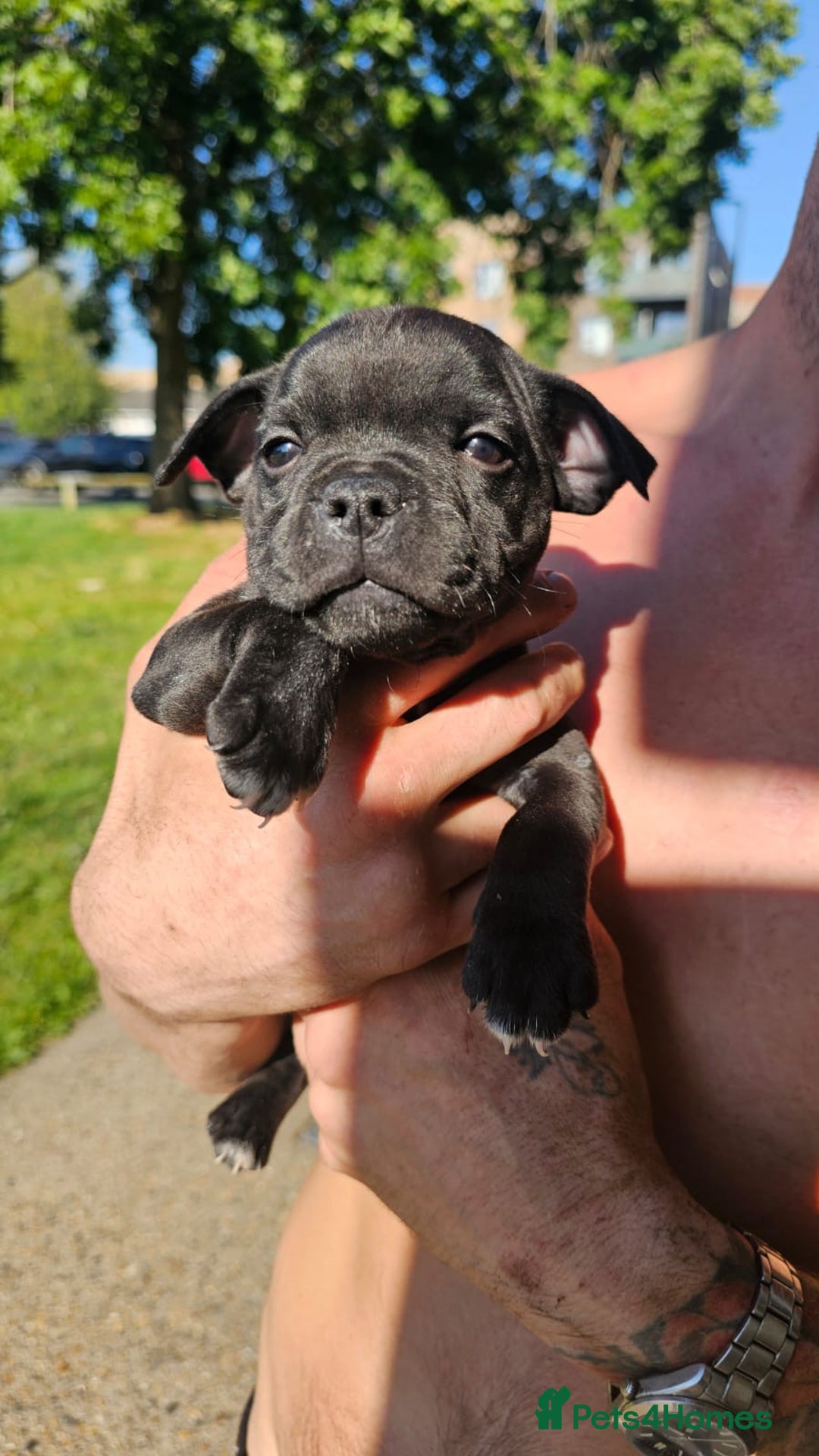 Staffordshire Bull Terrier dogs for sale: Blue and Black Staffordshire Bull Terriers - Image 3