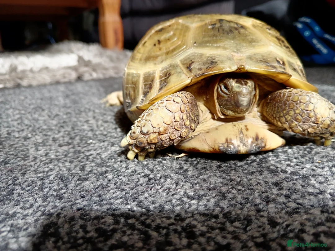 Tortoise reptiles for sale: Horsefield Tortiose in Birmingham - Advert 2
