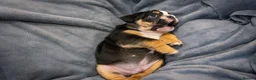 English Bulldog dogs for sale: English bulldog puppies ready to go now in Glasgow - Advert 13