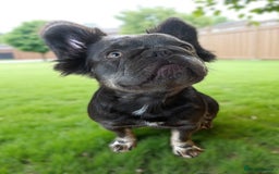 French Bulldog dogs for sale: Adult female fluffy Frenchie  - Image 4