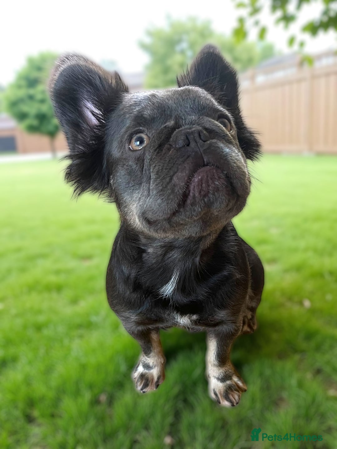 French Bulldog dogs for sale: Adult female fluffy Frenchie  - Image 4