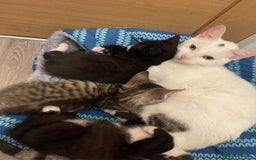 Domestic Shorthair cats for sale: One beautiful fluffy black and white female kitten - Image 6