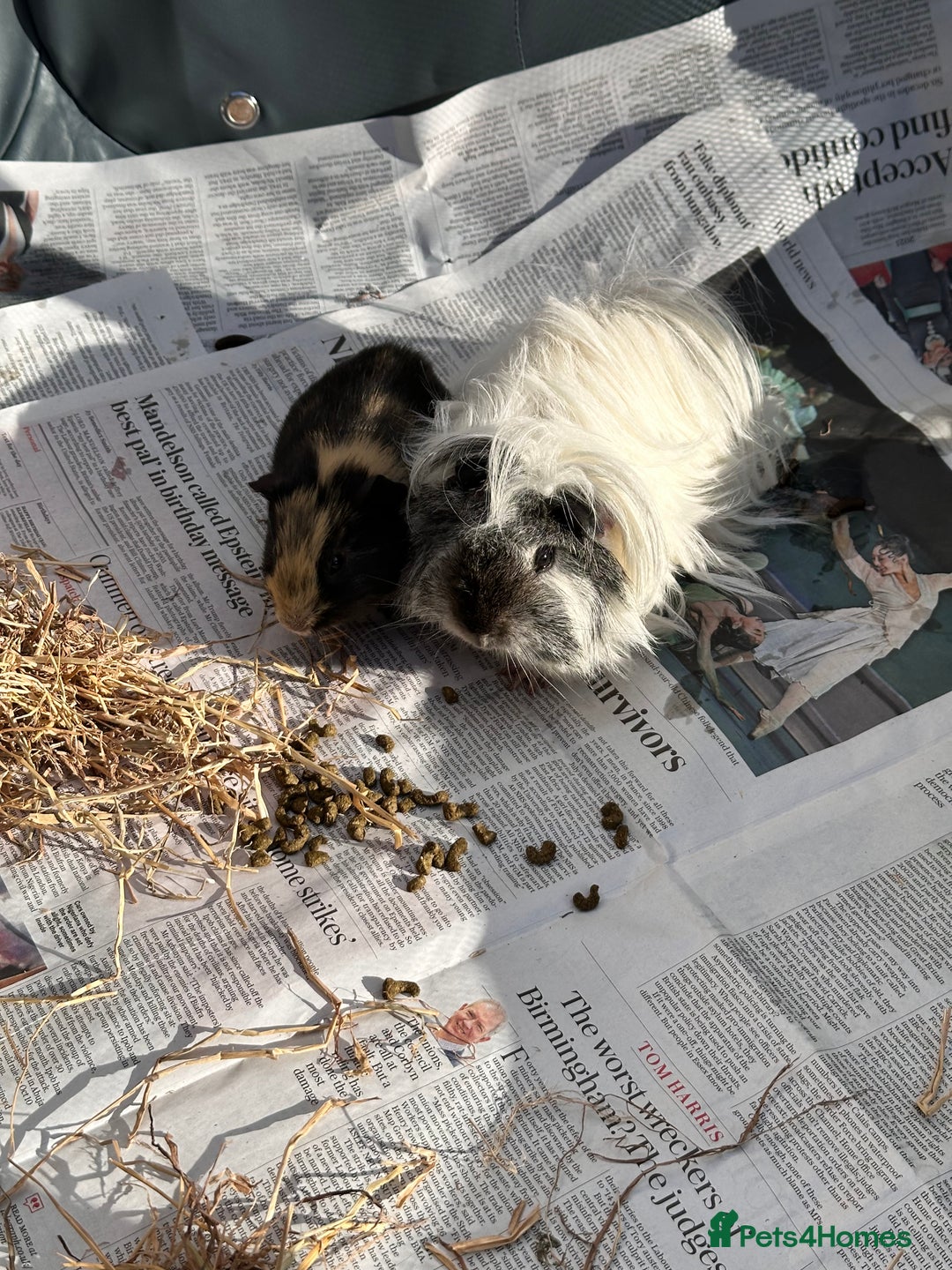 Guinea Pig rodents for sale: Male pair plus cage and all accessories  - Advert 2