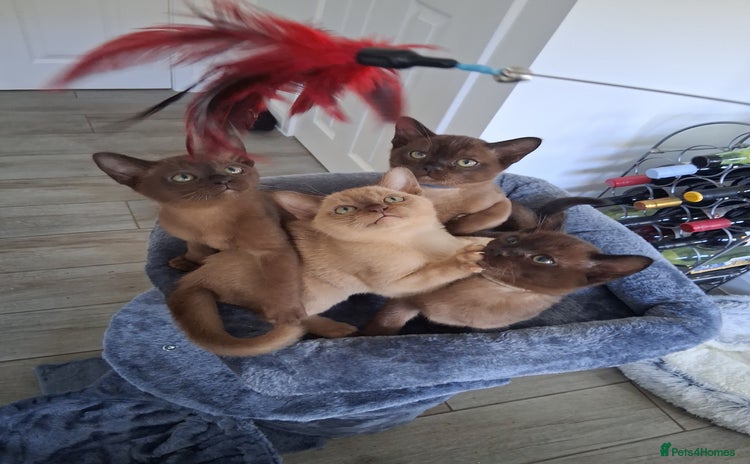 Burmese cats - Advert 1