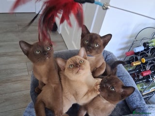 Burmese cats - Advert 1