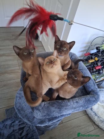 Burmese cats - Advert 1