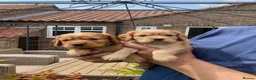 Cocker Spaniel dogs for sale: Beautiful cocker spaniel puppies, KC Reg/H tested - Advert 4