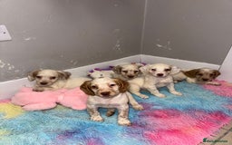 Cocker Spaniel dogs for sale: Cocker spaniel puppies  - Image 1