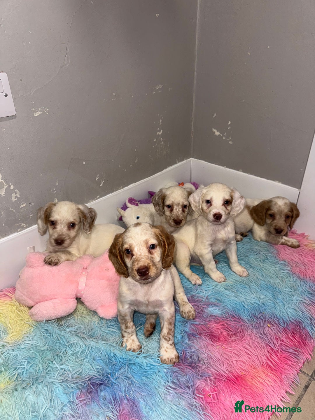 Cocker Spaniel dogs for sale: Cocker spaniel puppies  - Image 1