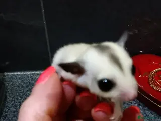 Sugar Glider rodents Stunning sugar glider joeys - Advert 2
