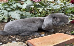 French Lop rabbits for sale: Blue Giant French Lop Male 11 months 🐰  - Image 1