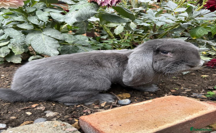 French Lop rabbits - Advert 1