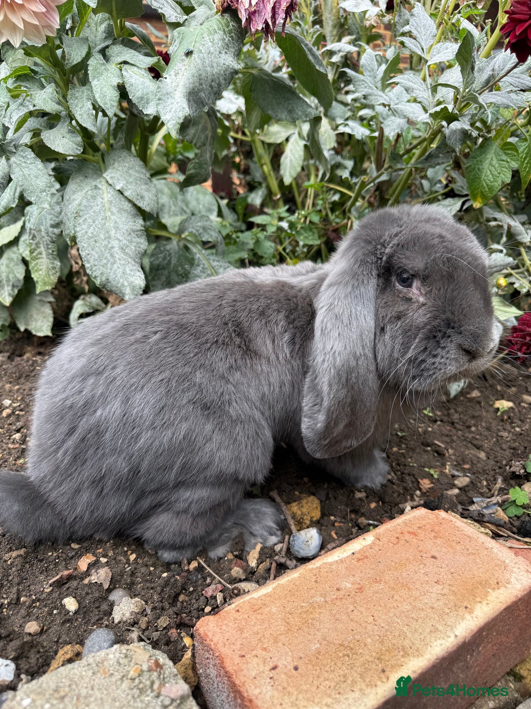 French Lop rabbits for sale: Blue Giant French Lop Male 11 months 🐰  - Image 1