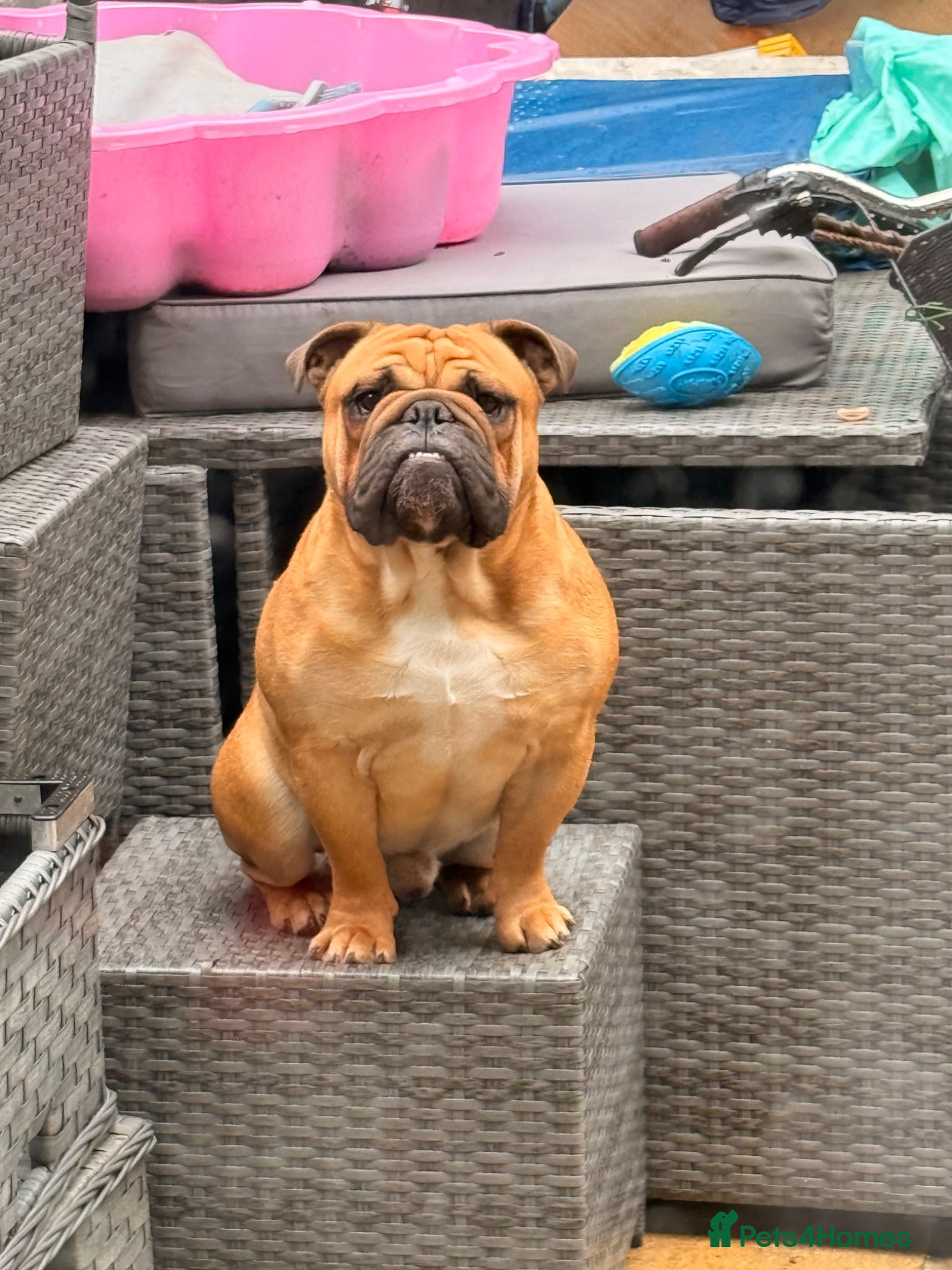 English Bulldog dogs Banksy  - Advert 1