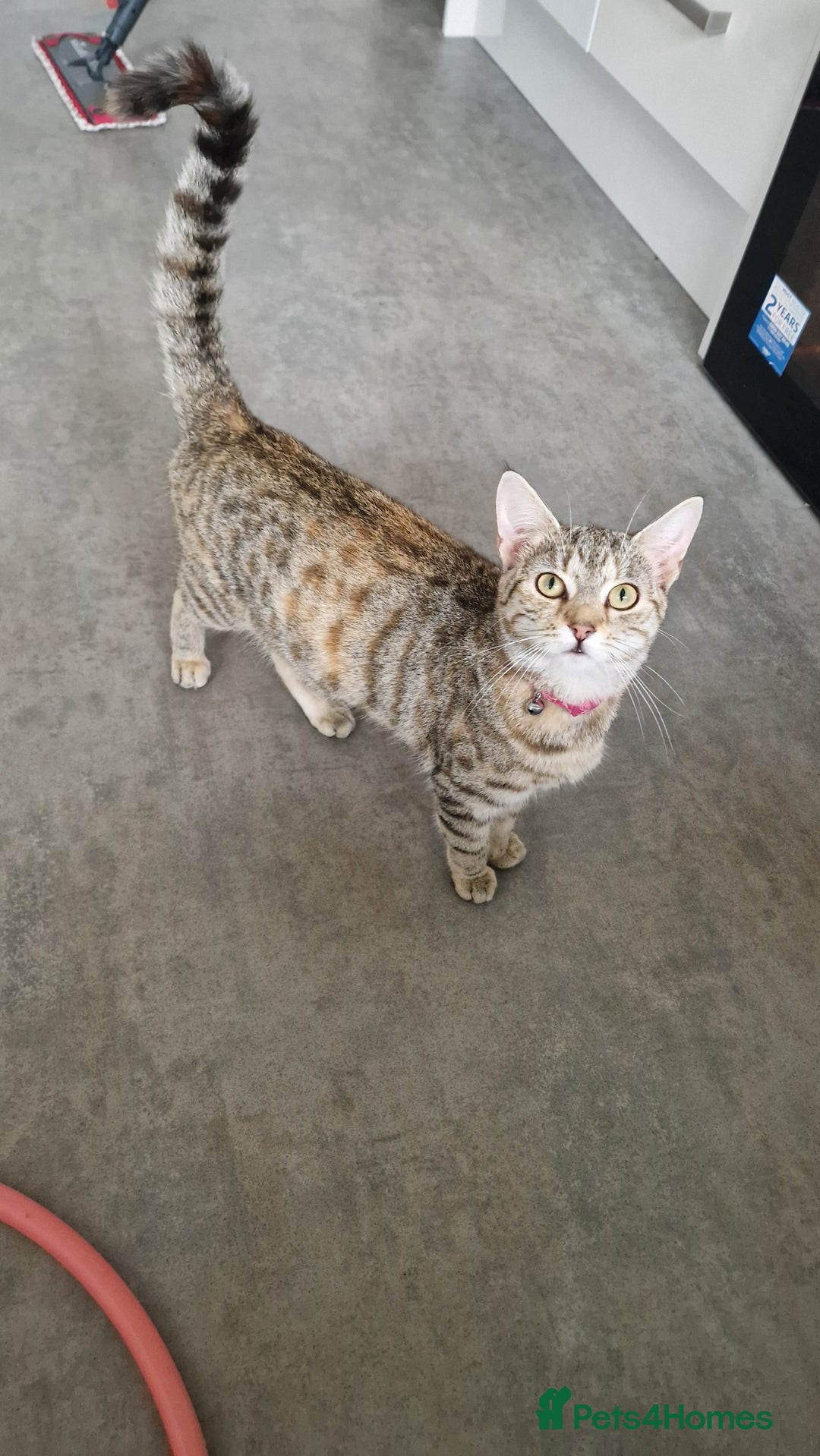 Bengal cats for sale: Siberian/bengal cross kittens - Image 13
