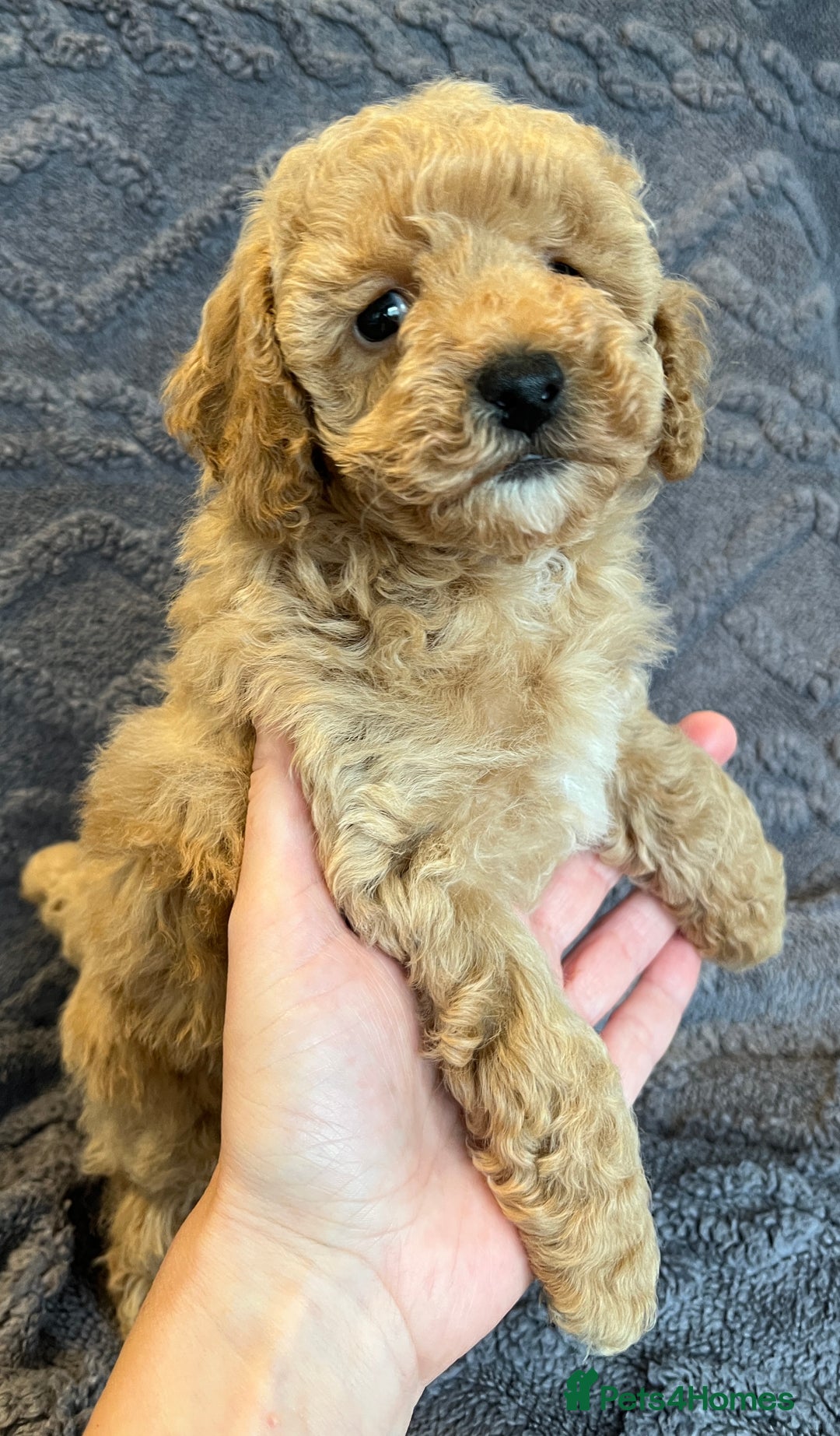 Miniature Poodle dogs for sale: Miniature Poodle Puppies Available.  - Image 7