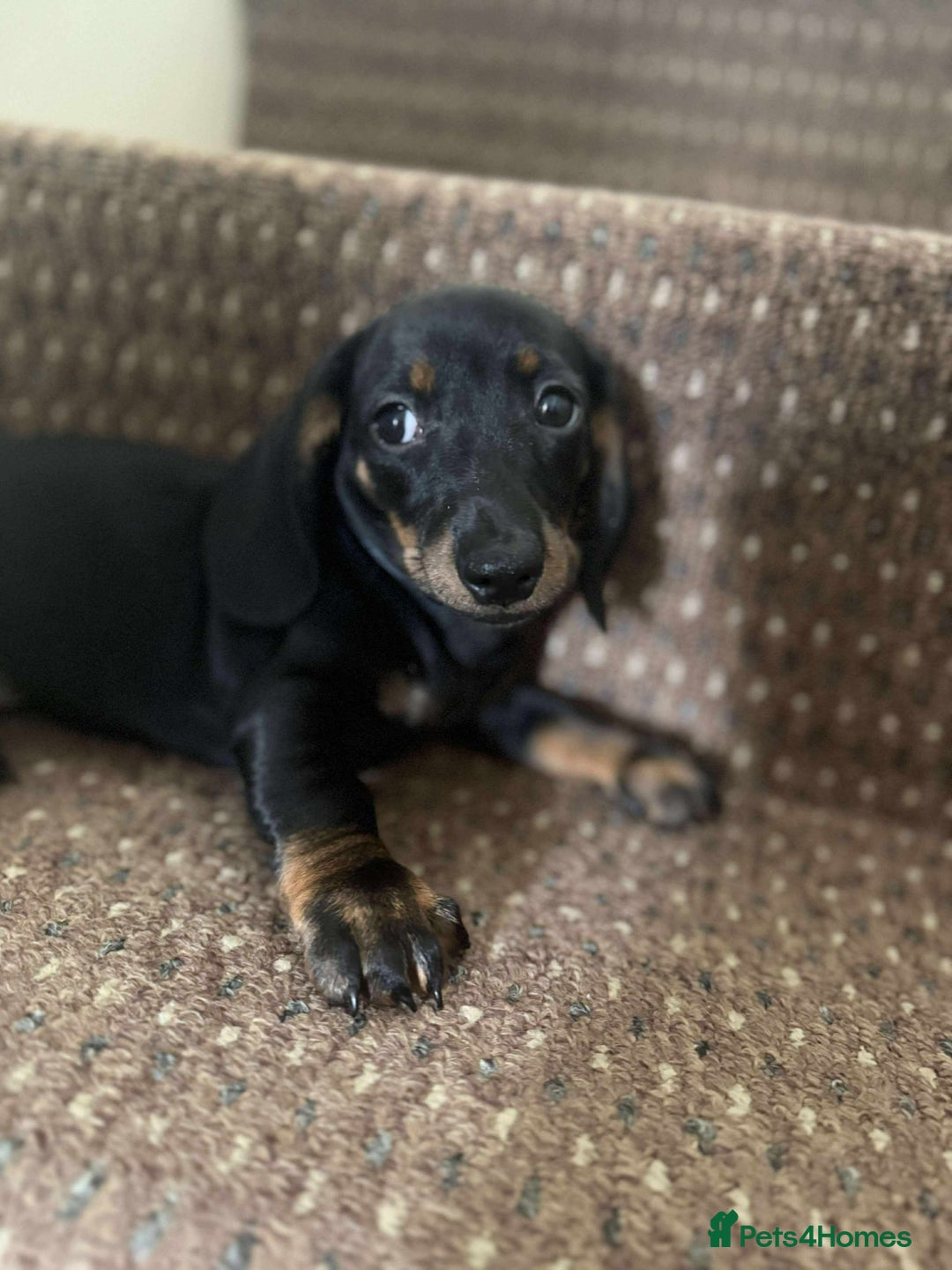 Dachshund dogs for sale: Beautiful dachshund babies  - Image 8