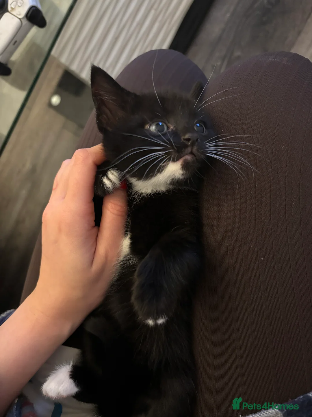 Mixed Breed cats for sale: Tuxedo and Bombay  kittens for sale  - Advert 14