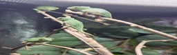 Chameleon reptiles for sale: CB Yemen / Veiled Chameleon Babies – Pied Mother - Advert 6