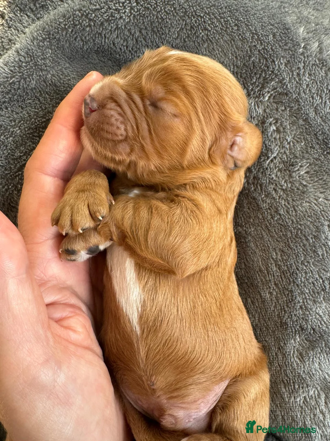 Cavalier King Charles Spaniel dogs for stud:  HEALTH TESTED kc cavalier king charles for stud  in Bedford - Advert 30