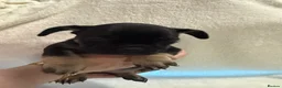 French Bulldog dogs for sale: 🐶French Bulldog Puppies For Sale – Ready Soon🐶 - Advert 23