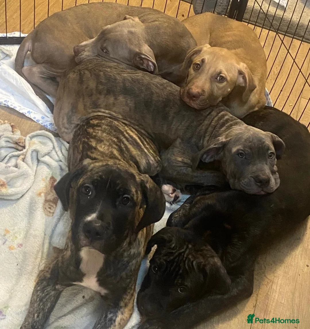 Mixed Breed dogs for sale: 5 month old Cane corso mix puppies  - Advert 6
